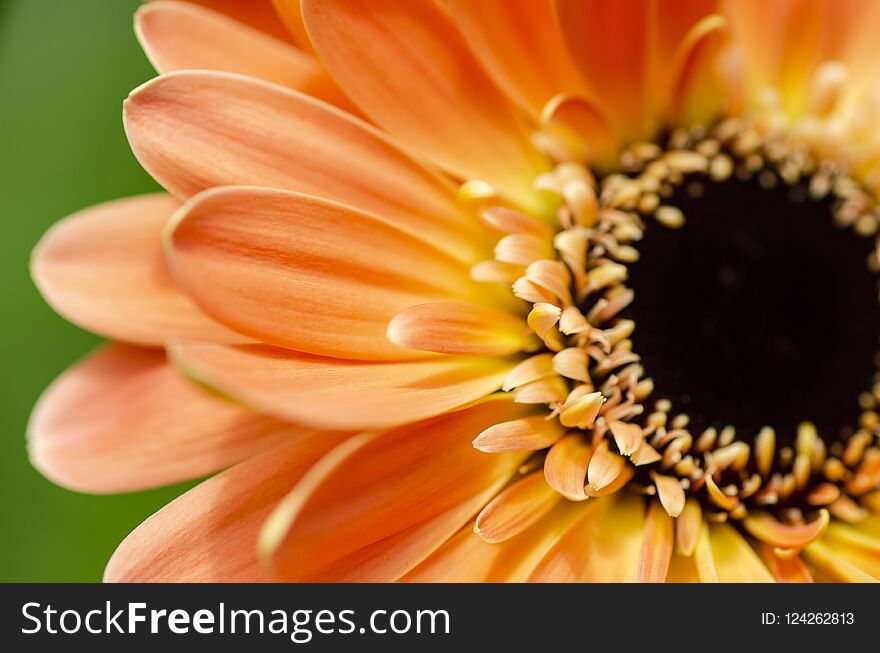 Blooming Gerbera Daisies petal with shallow depth of field