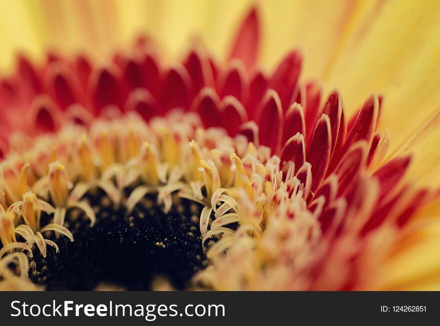 Blooming Gerbera Daisies petal with shallow depth of field