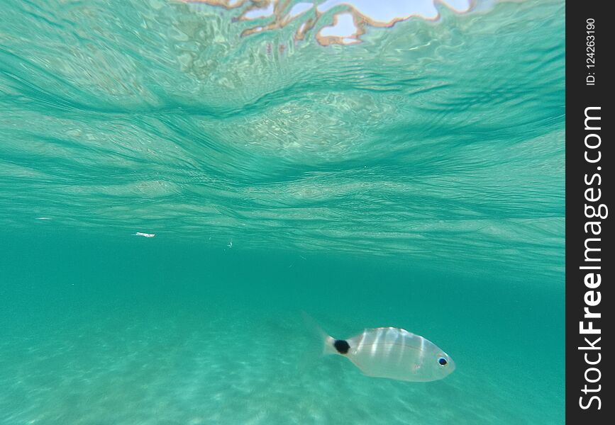 A small fish swimming in turquoise water taken at Paros