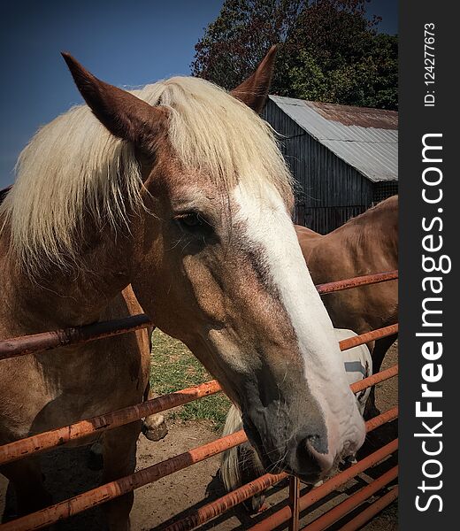 Horse face close up with a red barn background. Horse face close up with a red barn background.