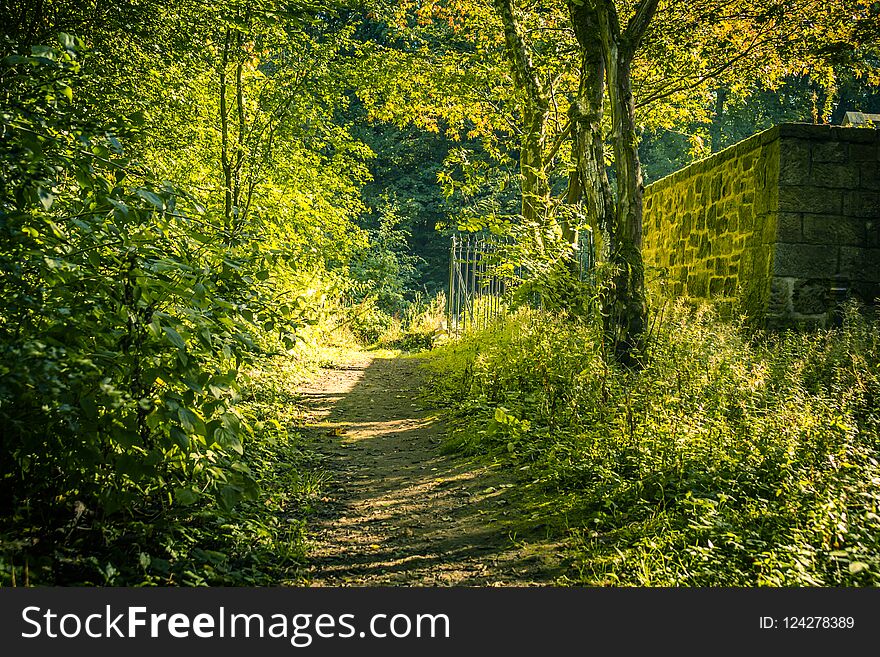 Beautiful Spring Forest With A Path