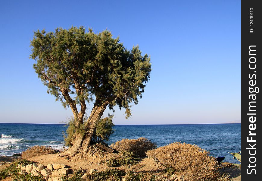 Beautiful lonely tree on the beach facing blue sea and sky. Beautiful lonely tree on the beach facing blue sea and sky