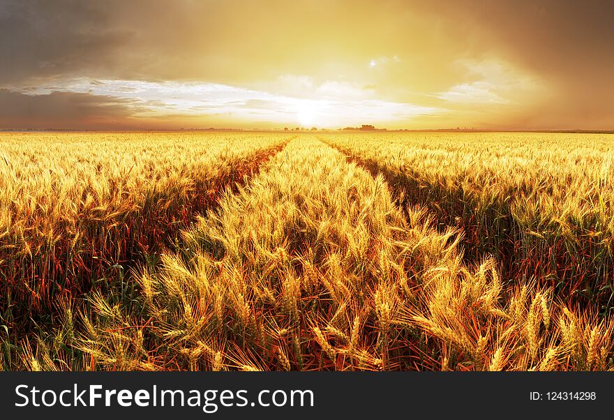 Gold Wheat at sunset, rural countryside