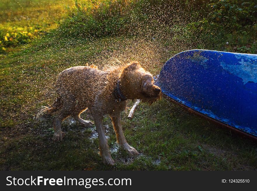 Dog cut briard shaking off after morning bath on meadow with boat in nice golden sunrise lighting. Dog cut briard shaking off after morning bath on meadow with boat in nice golden sunrise lighting.