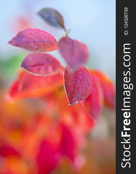 Red Autumn Leaves On Blue Sky Background