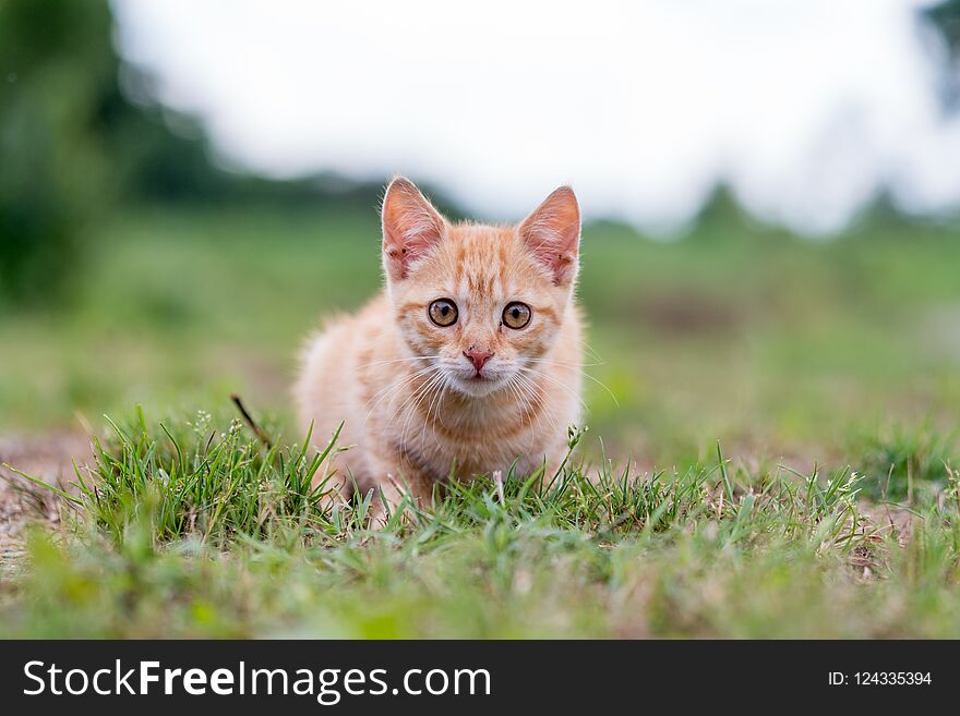 Striped Kitten sitting on the grass.