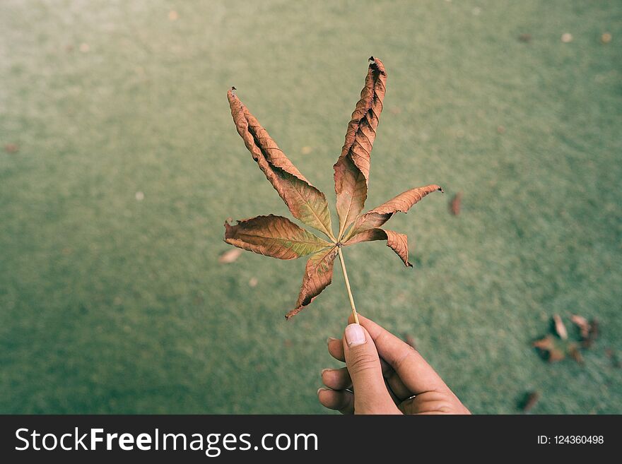 Woman hold nice yellow leaf in hand.