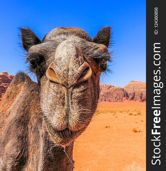 Jordan Wadi Rum Camels, Desert Tourist Location