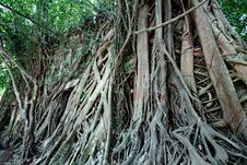 Wide Angle View The Side Of Trees Cover Buddhist Building , W Stock Photo
