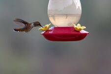 A Rufous Hummingbird Drinking From A Feeder Stock Photo