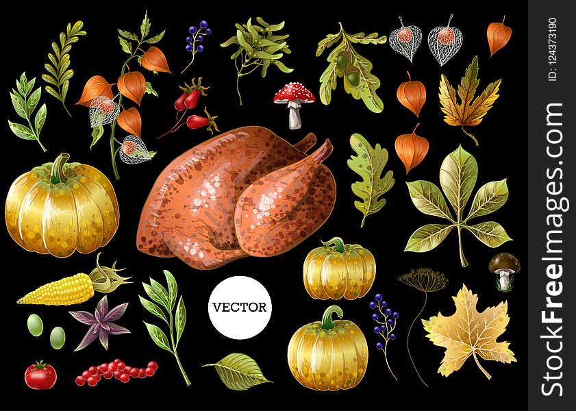 Set of Thanksgiving decor and food, such as turkey, pumpkins, grapes, leaves and other, isolated. Vector.