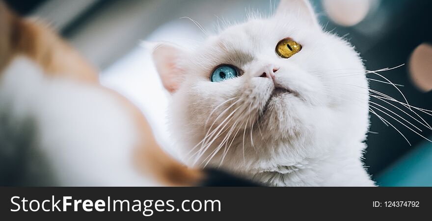 Pure white cat with one blue and one amber eye. Macro photography