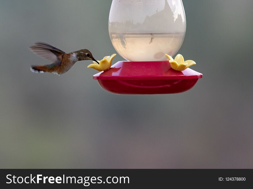 A Rufous Hummingbird Drinking From A Feeder