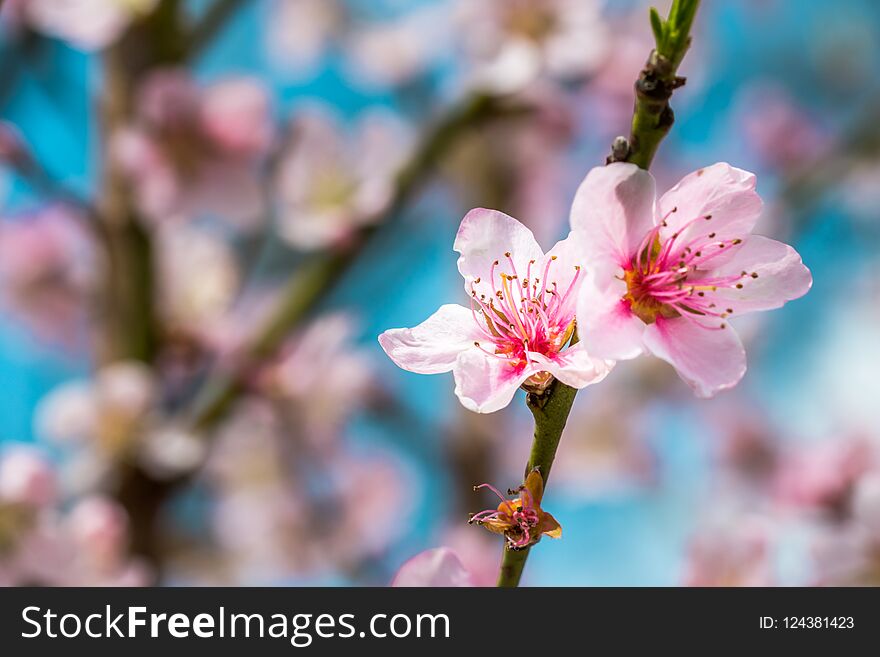 Detail of a beautiful blooming tree in a spring. Nice pink flowers on a twig. Macro shot with many details with shallow depth of field.
