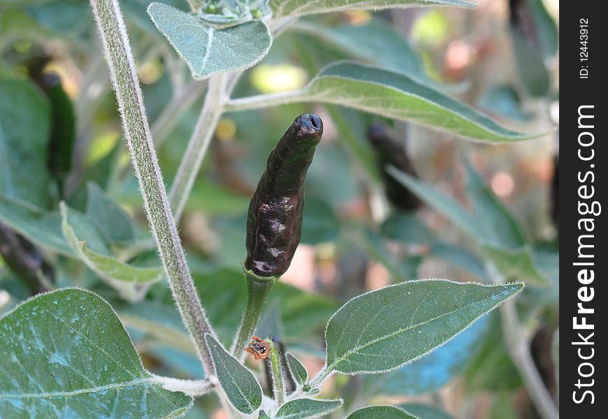 young cayenne plant in my garden with the unripe fruit black. young cayenne plant in my garden with the unripe fruit black