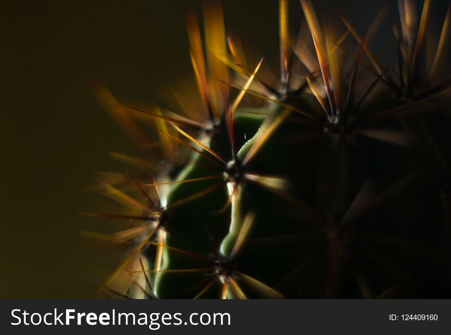 Cactus echinopsis tubiflora, close up, selective focus