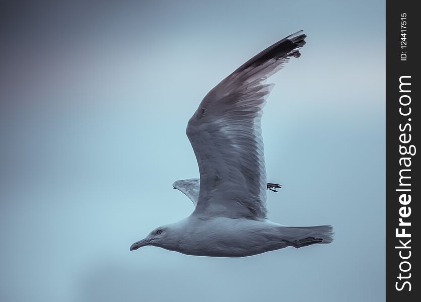 gull bird in flight in summer in daylight