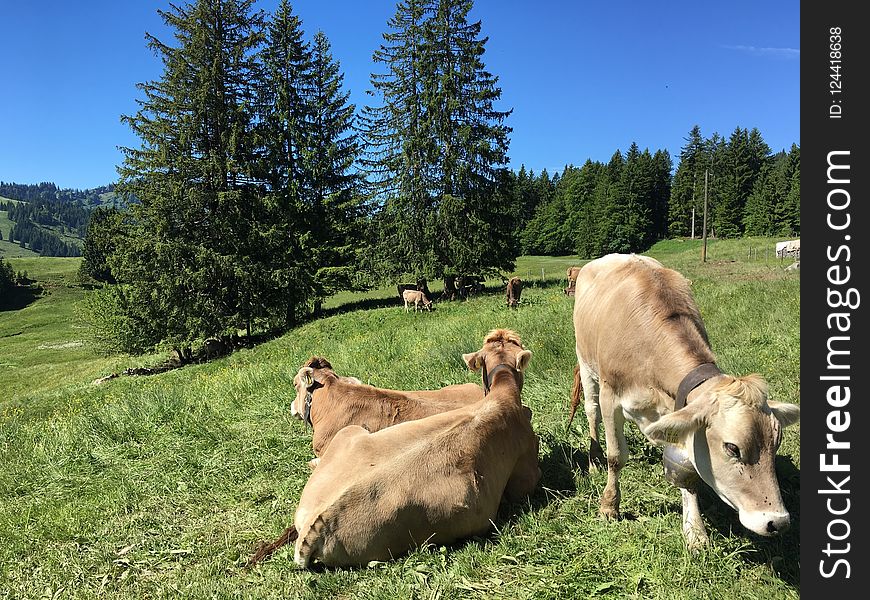 Pasture, Cattle Like Mammal, Grazing, Grassland