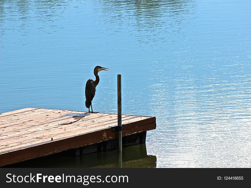 Water, Reflection, Bird, Beak