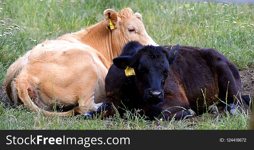 Cattle Like Mammal, Pasture, Grazing, Fauna