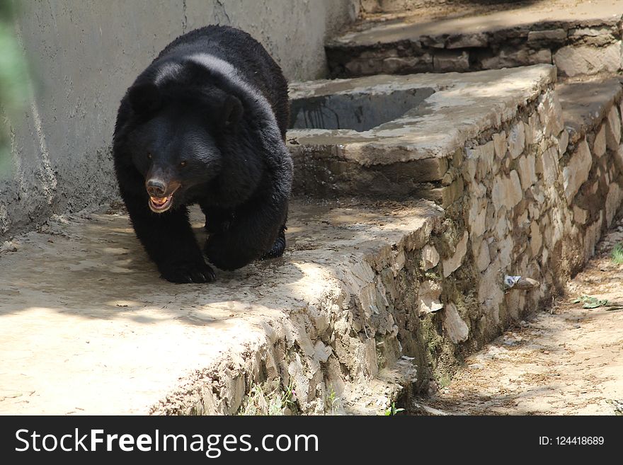 American Black Bear, Bear, Fauna, Sloth Bear