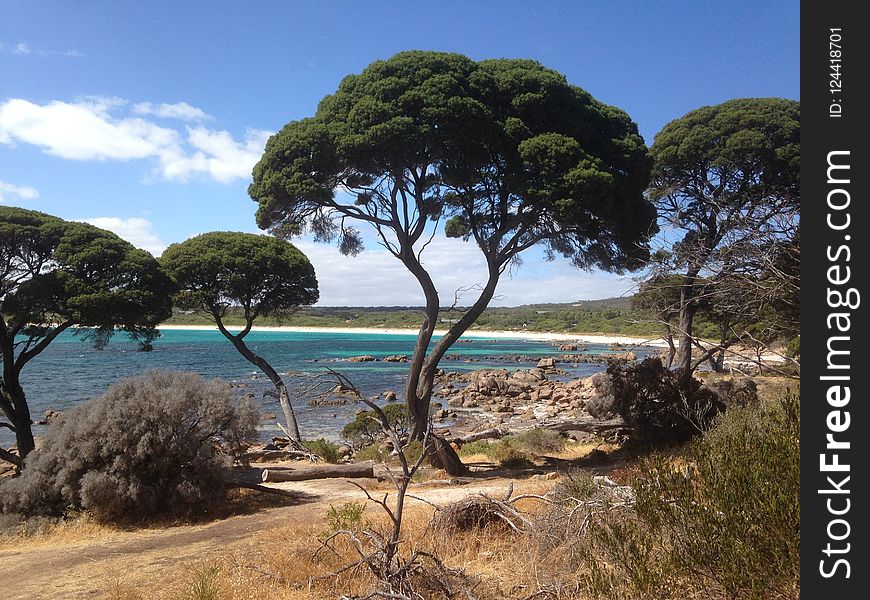 Vegetation, Tree, Nature Reserve, Plant