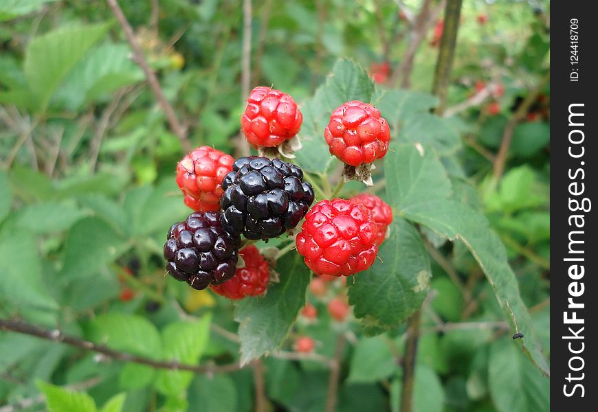 Berry, Raspberry, Raspberries Blackberries And Dewberries, Mulberry