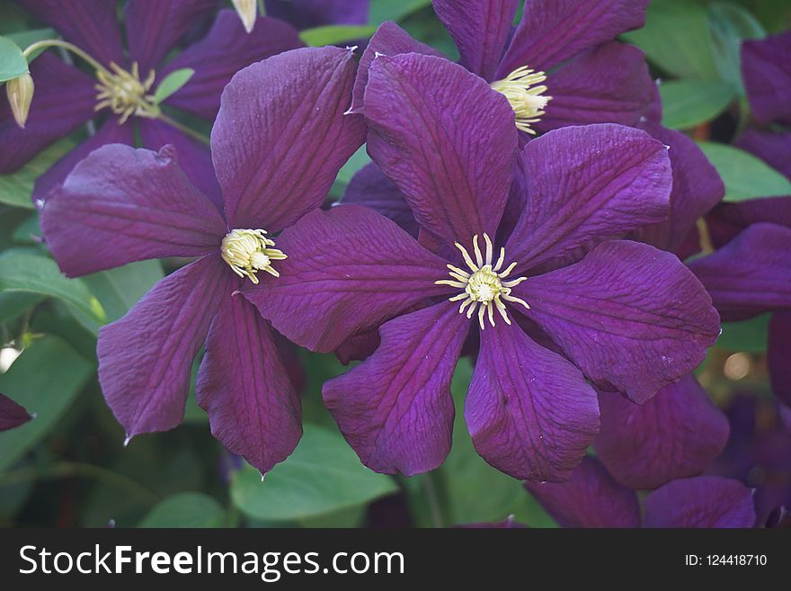 Flower, Purple, Plant, Clematis