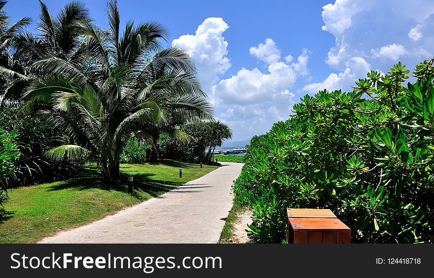 Vegetation, Sky, Tree, Palm Tree