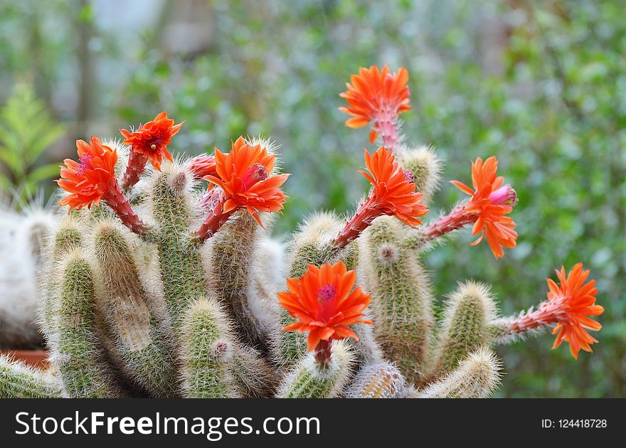 Plant, Flowering Plant, Vegetation, Cactus
