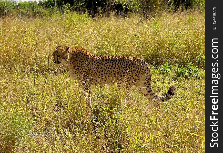 Wildlife, Terrestrial Animal, Cheetah, Leopard