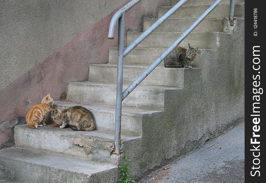Fauna, Wall, Small To Medium Sized Cats, Cat