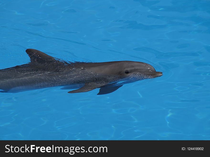 Common Bottlenose Dolphin, Dolphin, Marine Mammal, Mammal
