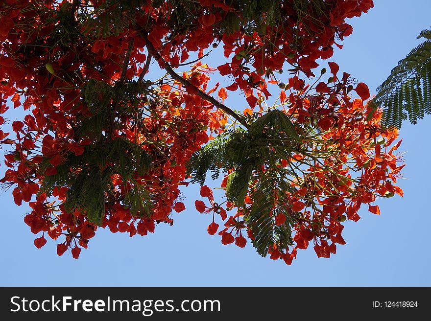 Leaf, Sky, Tree, Autumn