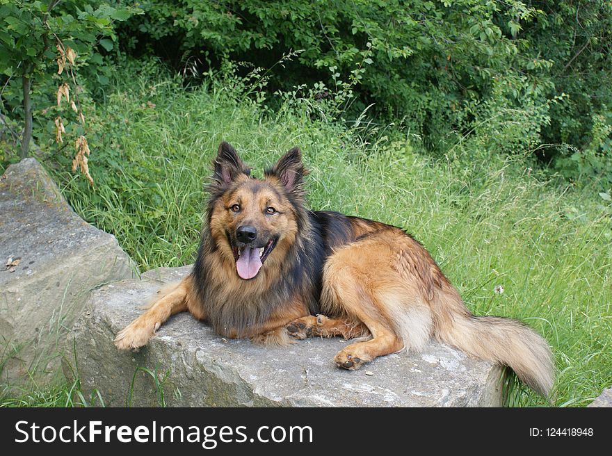 Dog, Old German Shepherd Dog, Mammal, Dog Breed