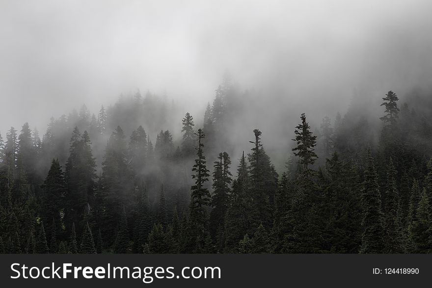Fog, Mist, Tree, Ecosystem