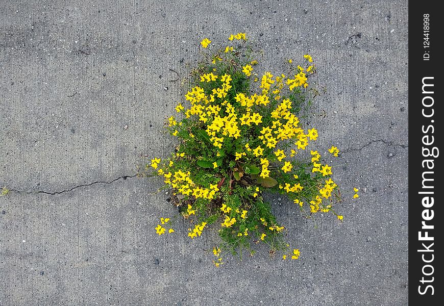 Yellow, Flora, Plant, Flower