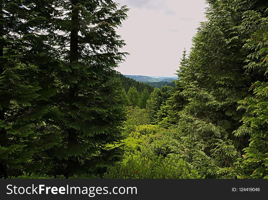 Vegetation, Ecosystem, Nature, Tree