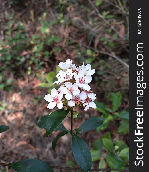 Plant, Flora, Flower, Spring