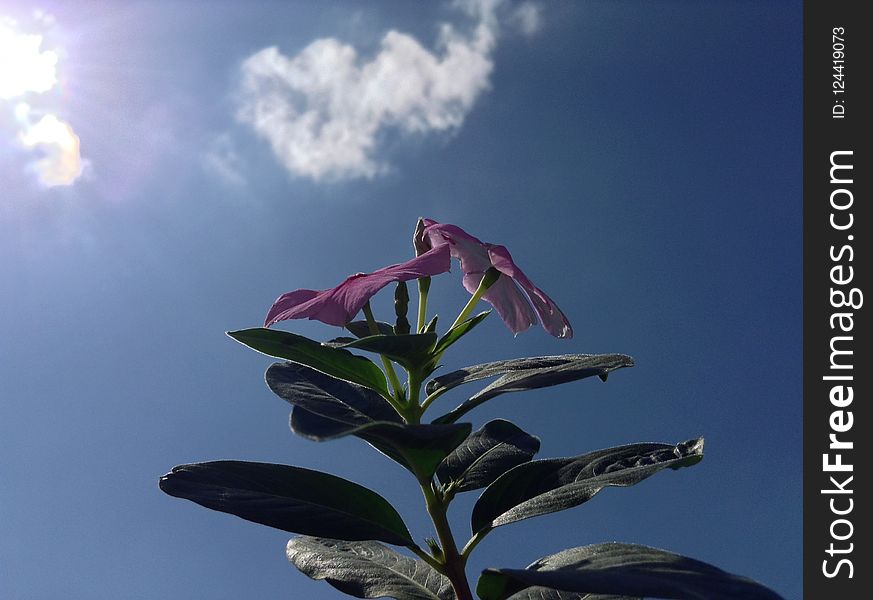 Sky, Pink, Flora, Plant