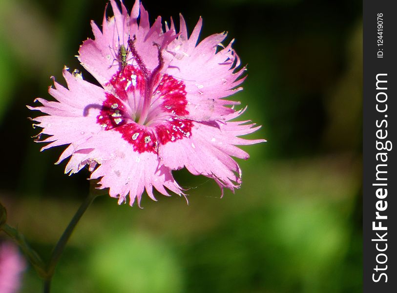 Flower, Flora, Pink, Plant