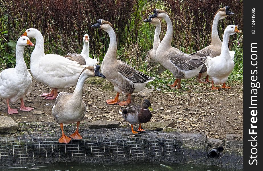 Bird, Water Bird, Duck, Ducks Geese And Swans