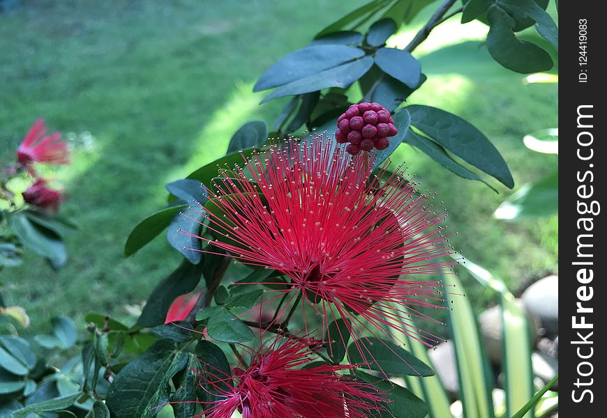 Plant, Flora, Vegetation, Flower