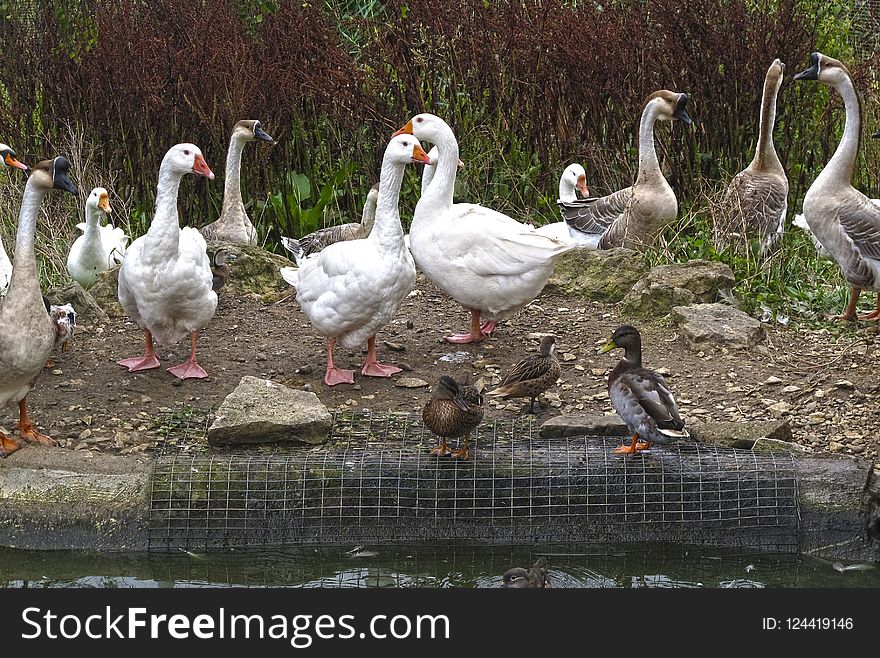 Water Bird, Bird, Ducks Geese And Swans, Duck