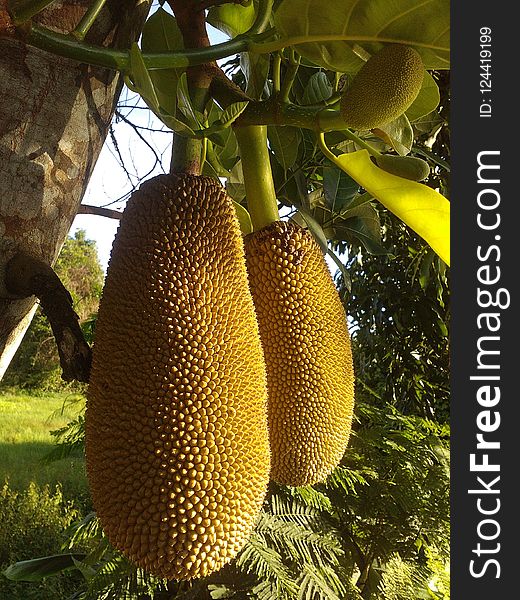 Cempedak, Jackfruit, Artocarpus, Artocarpus Odoratissimus