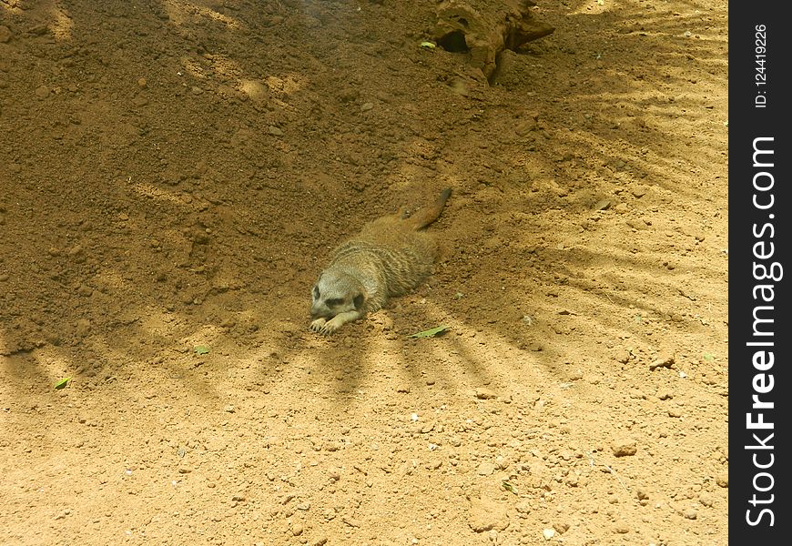 Fauna, Wildlife, Sand, Meerkat