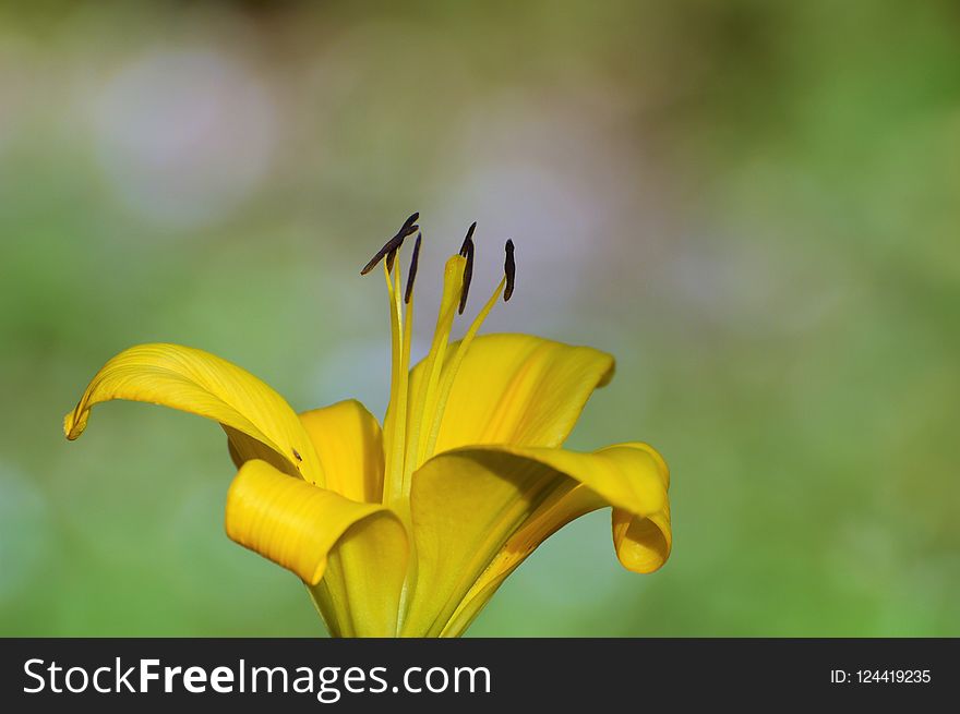 Flower, Yellow, Flora, Close Up