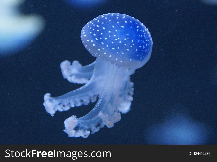 Jellyfish, Cnidaria, Marine Invertebrates, Invertebrate