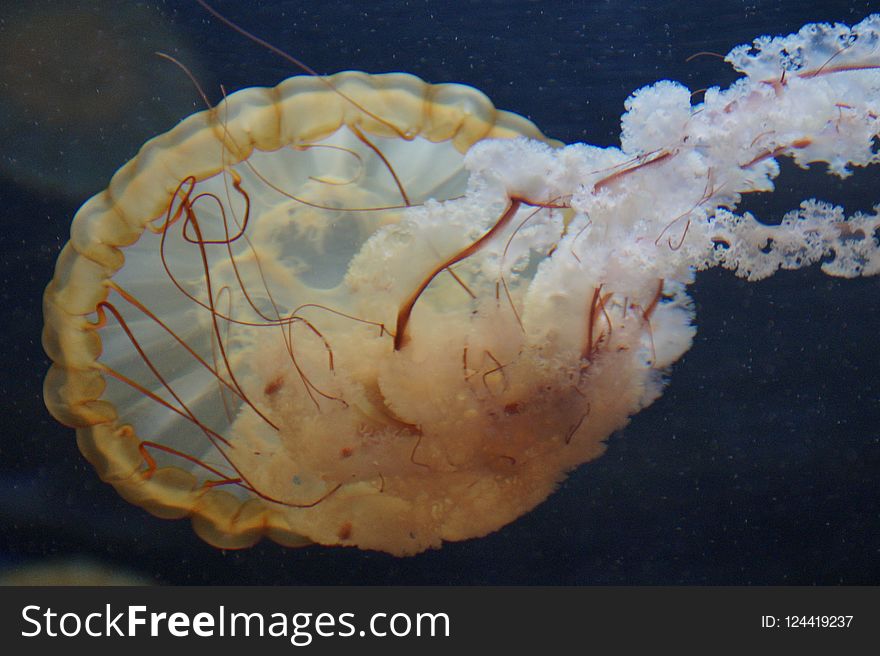 Jellyfish, Cnidaria, Invertebrate, Marine Invertebrates
