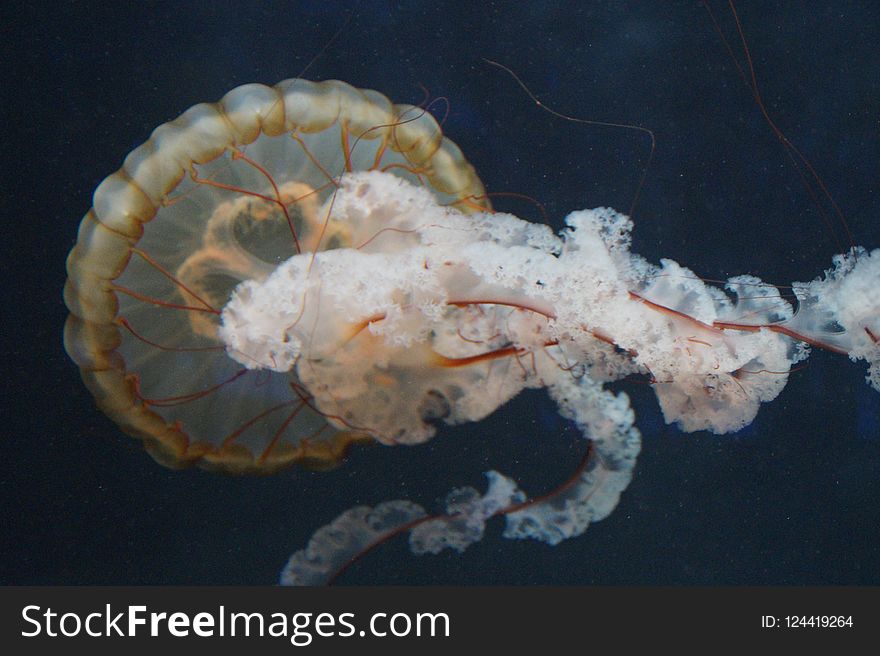 Jellyfish, Marine Invertebrates, Invertebrate, Cnidaria